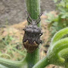 Megymenum