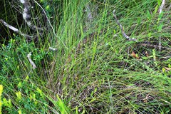 Psoralea asarina