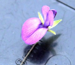 Psoralea asarina