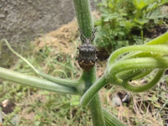 Megymenum