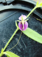 Psoralea asarina
