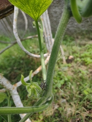 Megymenum