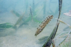 Petroscirtes variabilis