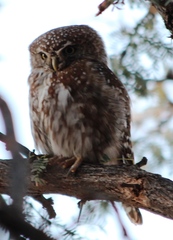Glaucidium perlatum licua