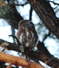 Glaucidium perlatum licua