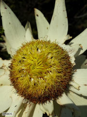 Leucadendron sessile
