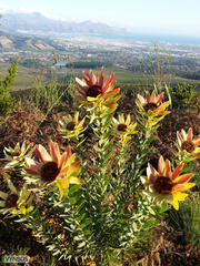 Leucadendron sessile