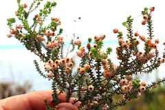 Erica formosa