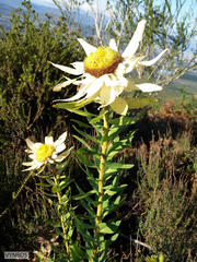 Leucadendron sessile