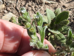 Lappula occidentalis