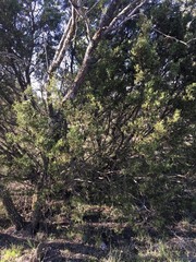 Juniperus pinchotii
