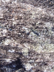Camponotus niveosetosus
