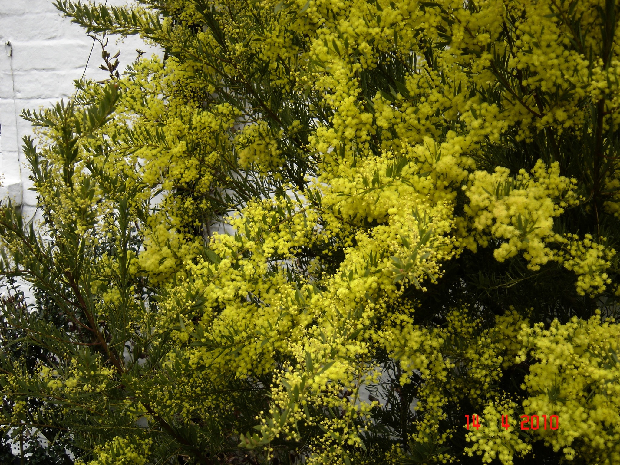 Acacia boormanii