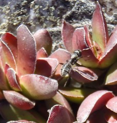 Camponotus niveosetosus