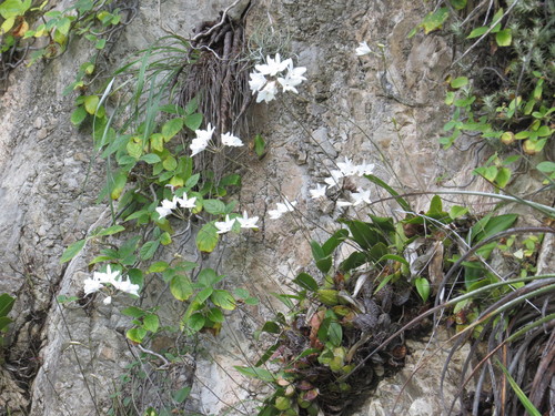 Laelia rubescens