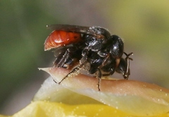Macrotera
