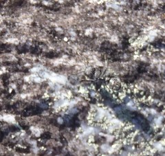 Camponotus niveosetosus