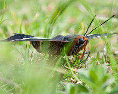 Charaxes brutus natalensis
