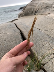 Calamagrostis inexpansa
