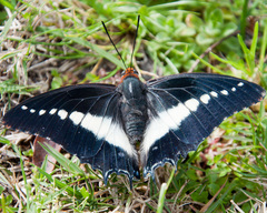Charaxes brutus natalensis