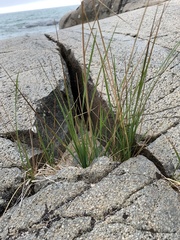 Calamagrostis inexpansa