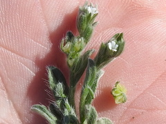 Lappula occidentalis