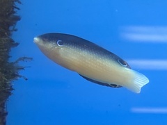 Anampses neoguinaicus