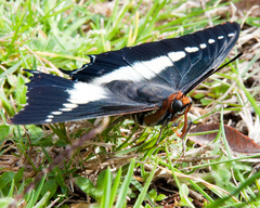 Charaxes brutus natalensis