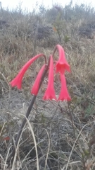 Cyrtanthus contractus