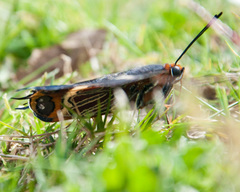 Charaxes brutus natalensis