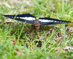 Charaxes brutus natalensis