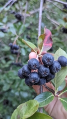 Aronia melanocarpa