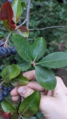 Aronia melanocarpa