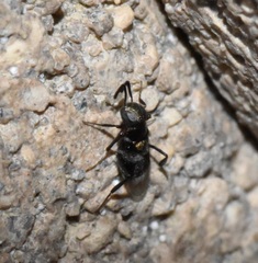 Encyrtinae