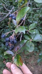 Aronia melanocarpa