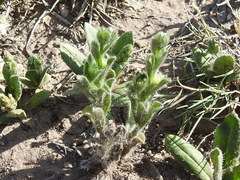 Lappula occidentalis