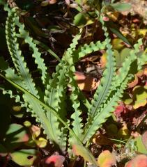 Freesia viridis