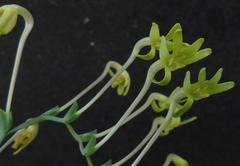 Freesia viridis