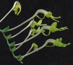 Freesia viridis