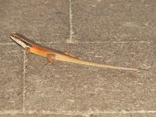 Carlia longipes