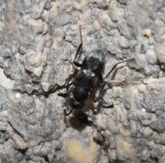Encyrtinae