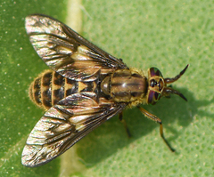 Chrysops fulvaster