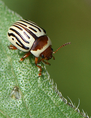 Zygogramma exclamationis