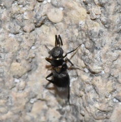 Encyrtinae