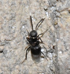 Encyrtinae