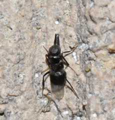 Encyrtinae