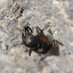 Encyrtinae