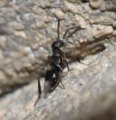Encyrtinae