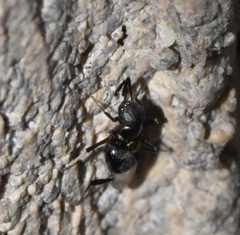 Encyrtinae
