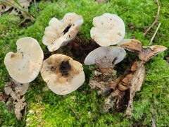 Hydnellum complicatum